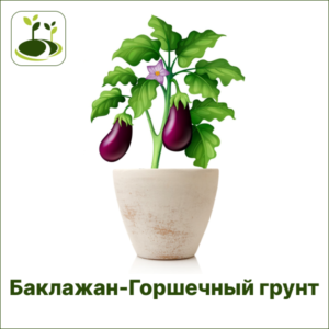 Баклажан-Горшечный грунт