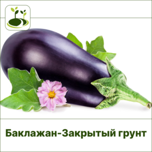 Баклажан-Закрытый грунт
