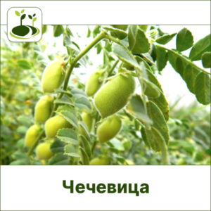 Чечевица