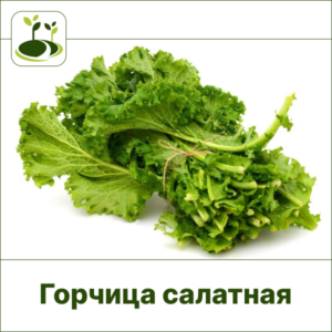 Горчица салатная