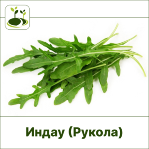 Индау Рукола