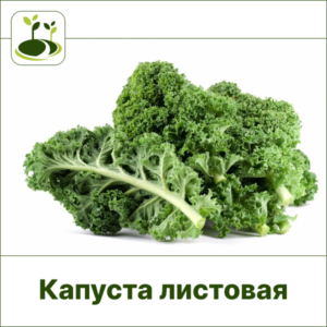Капуста листовая