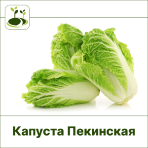 Капуста пекинская