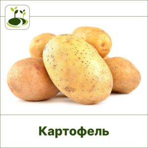 Картофель