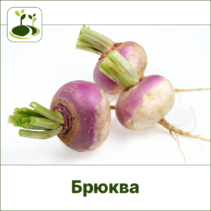 Брюква