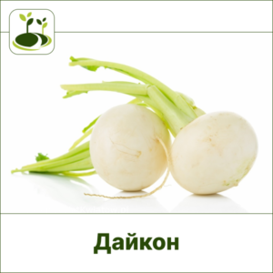 Дайкон