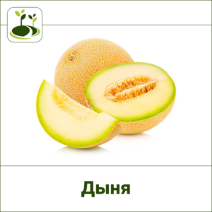 Дыня