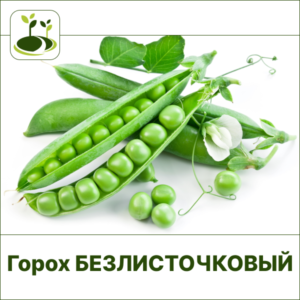 Горох безлисточковый