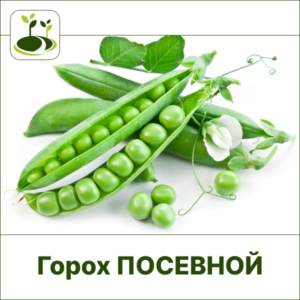 Горох посевной