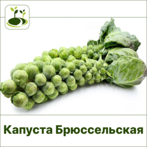 Капуста Брюссельская
