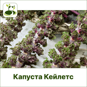 Капуста Кейлетс