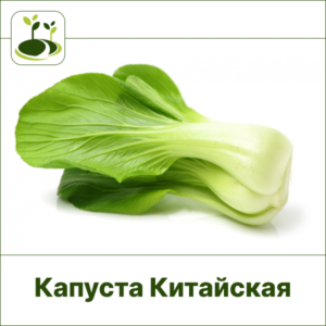Капуста Китайская