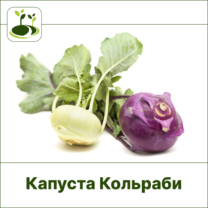Кольраби