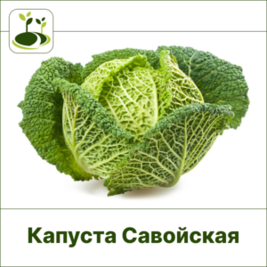 Капуста Савойская