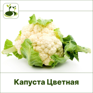 Капуста Цветная позднеспелая