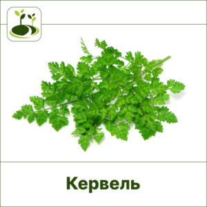 Кервель