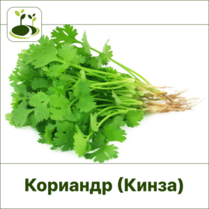 Кориандр Кинза