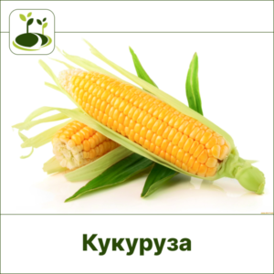 Кукуруза овощная