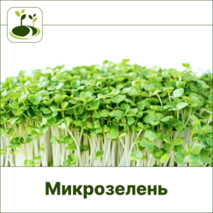 Микрозелень