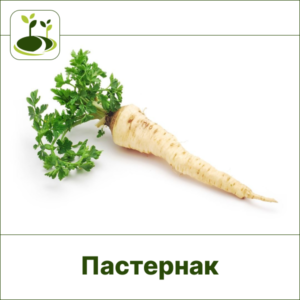 Пастернак