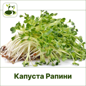 Капуста рапини