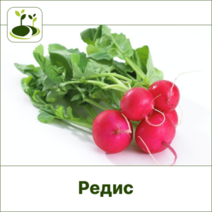Редис