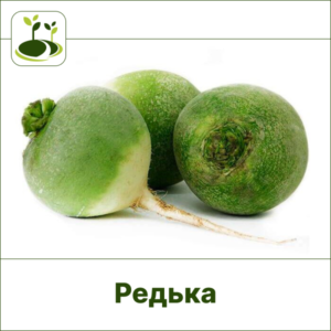 Редька