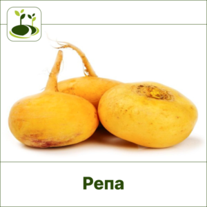 Репа