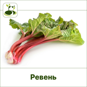 Ревень