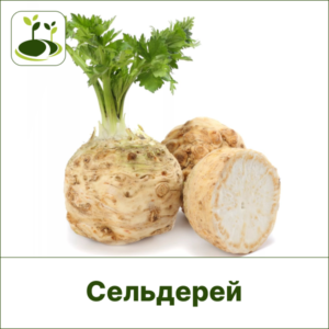 Сельдерей корневой