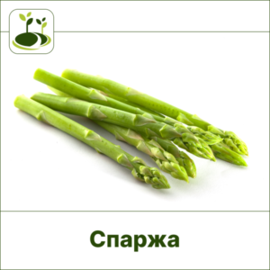 Спаржа