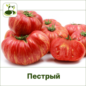 Томат пестрый-Закрытый грунт
