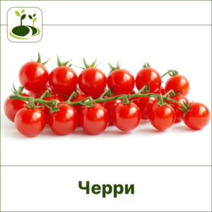 Томат Черри красный-Закрытый грунт