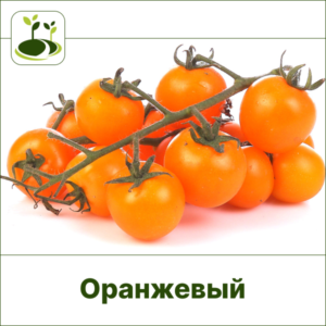 Томат Черри оранжевый-Закрытый грунт