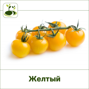 Томат Черри желтый-Закрытый грунт