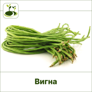 Вигна