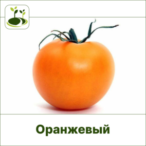 Томат оранжевый-Закрытый грунт