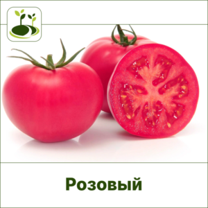 Томат розовый-Закрытый грунт