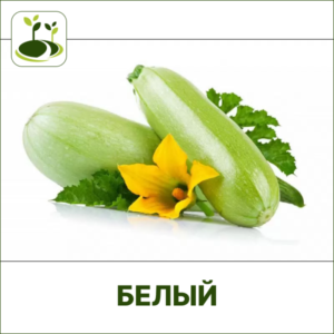 Кабачок белый