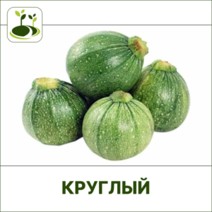 Кабачок круглый