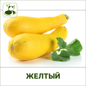 Кабачок желтый