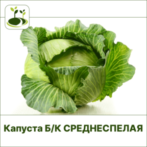 Капуста Б/К среднеспелая