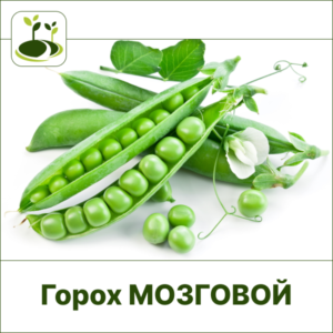 Горох мозговой