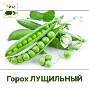 Горох лущильный