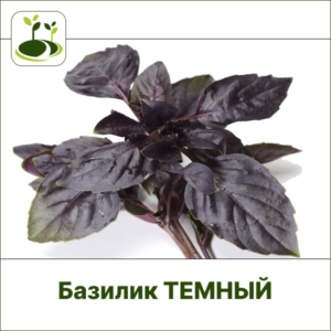 Базилик темный