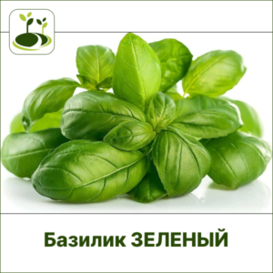 Базилик зеленый