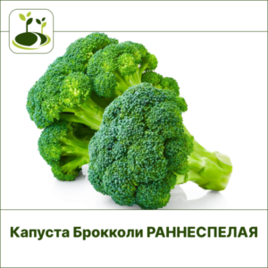 Брокколи раннеспелая
