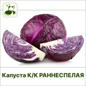 Капуста К/К раннеспелая