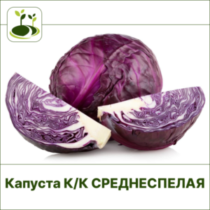 Капуста К/К среднеспелая
