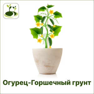 Огурец горшечный грунт